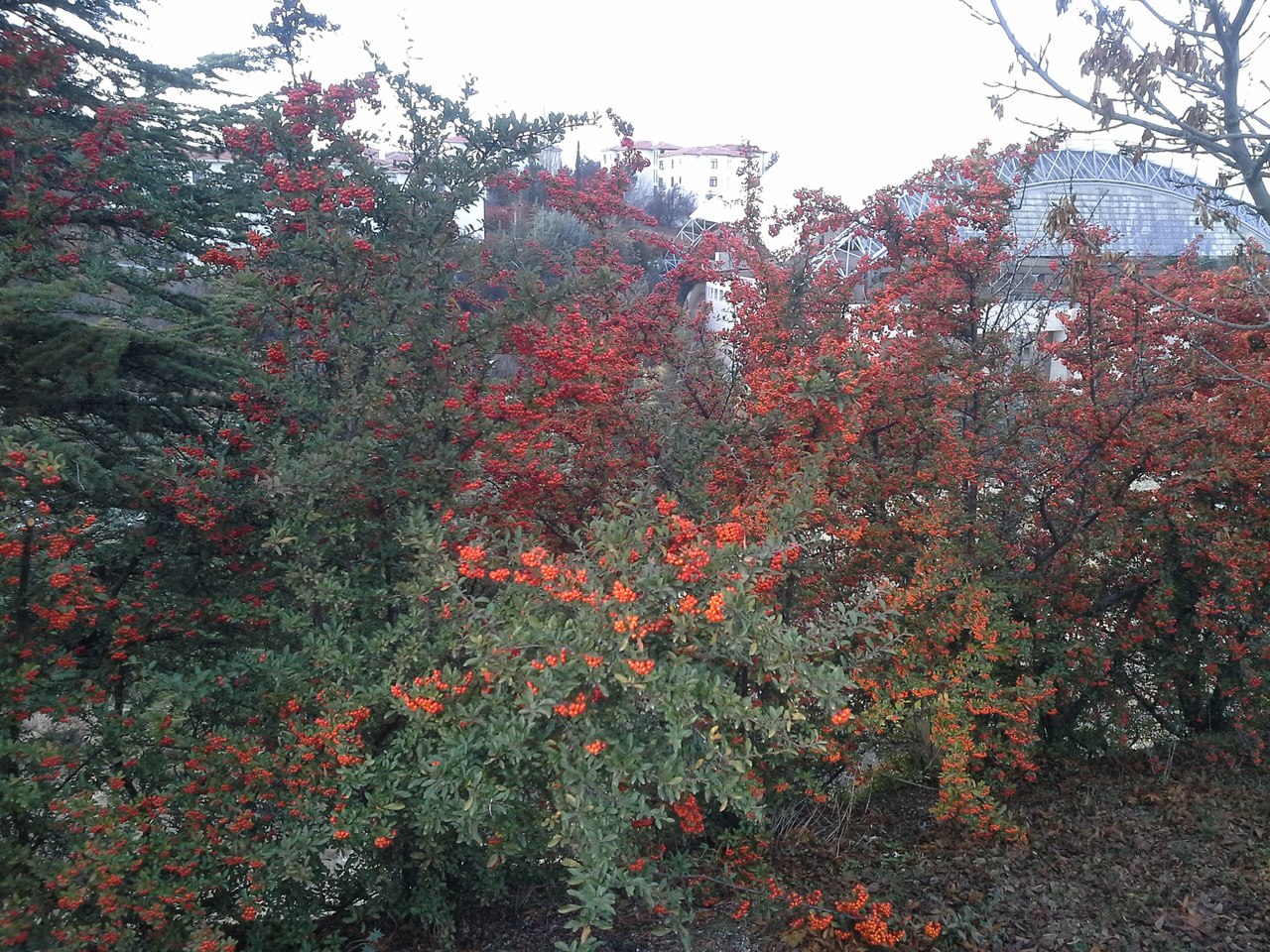 Изображение особи Pyracantha coccinea.