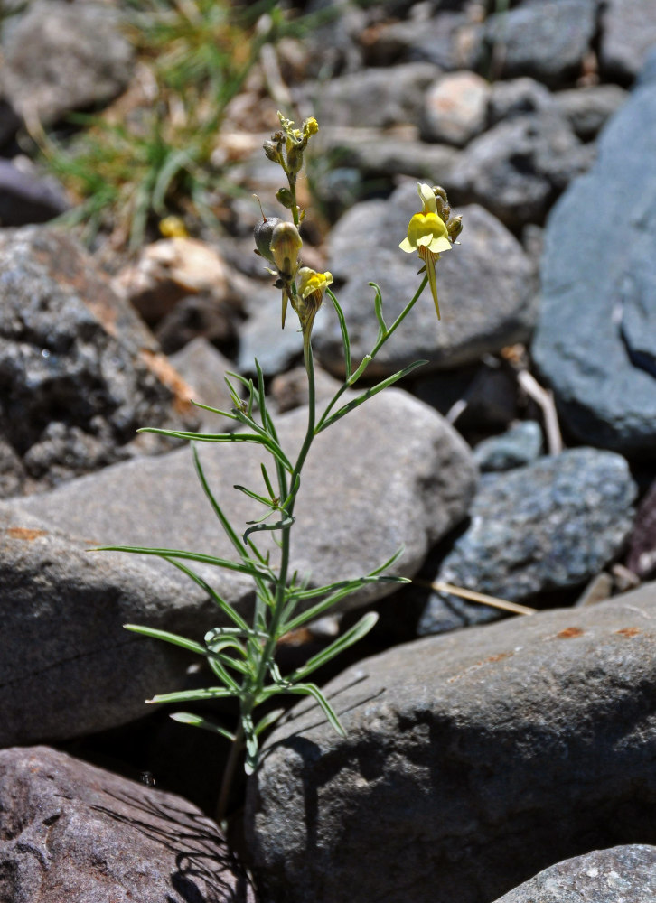 Изображение особи Linaria altaica.