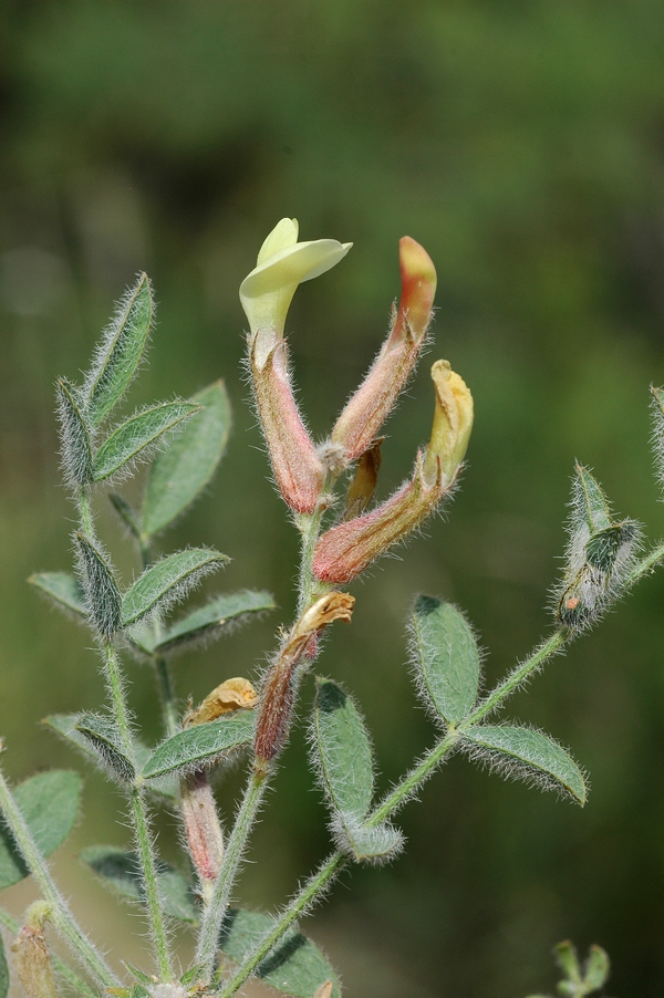 Image of Astragalus turczaninowii specimen.