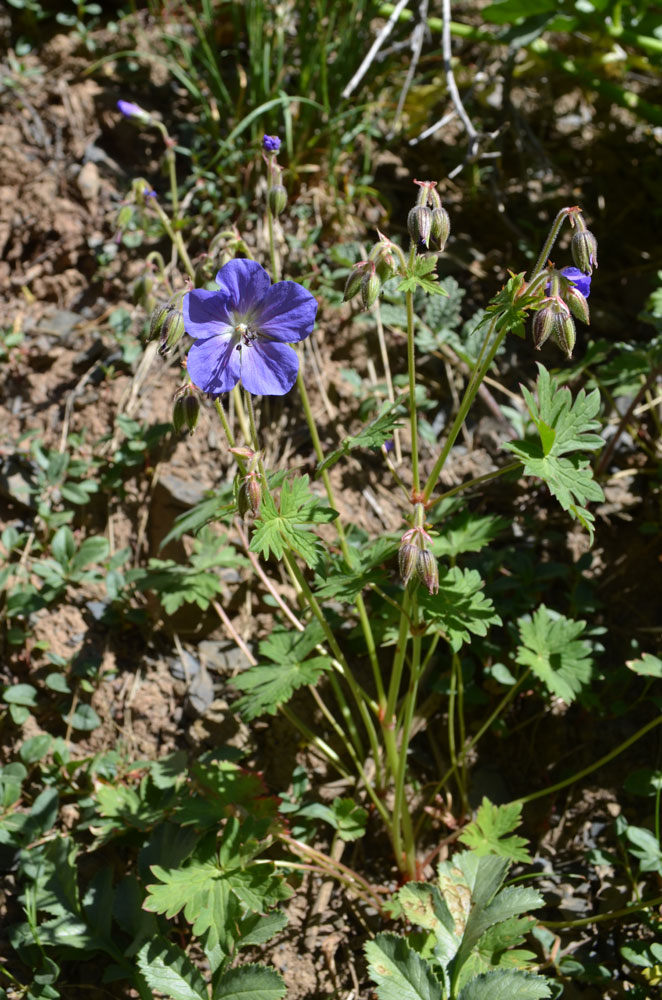 Image of Geranium himalayense specimen.