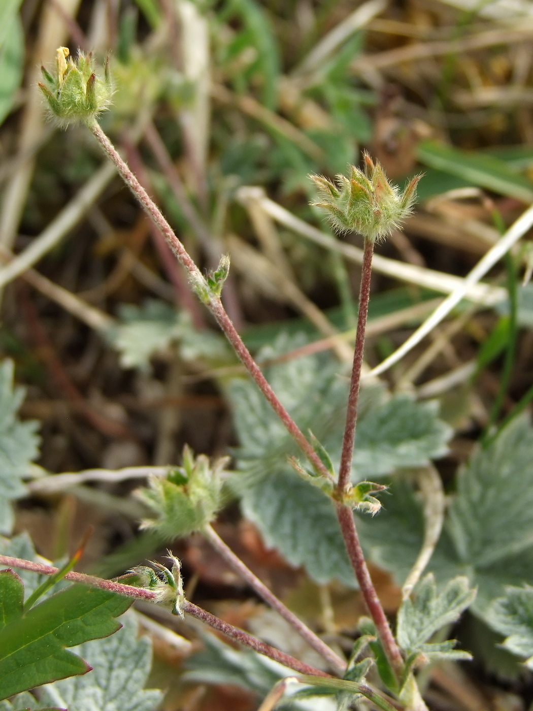 Изображение особи Potentilla nivea.