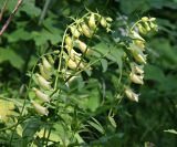 Digitalis grandiflora. Соцветия (побег со сложным листом принадлежит Sanguisorba officinalis). Средний Урал, Пермский край, Кунгурский р-н, окр. с. Филипповка, правый берег р. Сылва, подножие камня Ермак, пологий склон, лесная поляна с высокой травой. 16.07.2017.