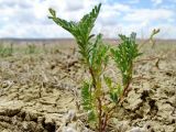 Astragalus reticulatus. Цветущее растение с завязавшимися плодами в высохшей эфемеровой глинистой пустыне. Казахстан, Актюбинская обл., Байганинский р-н, 105 км ВЮВ пос. Дияр, разв. Ушашка; плато Устюрт, чинк Донызтау, плоская подчинковая равнина. 18.06.2017.