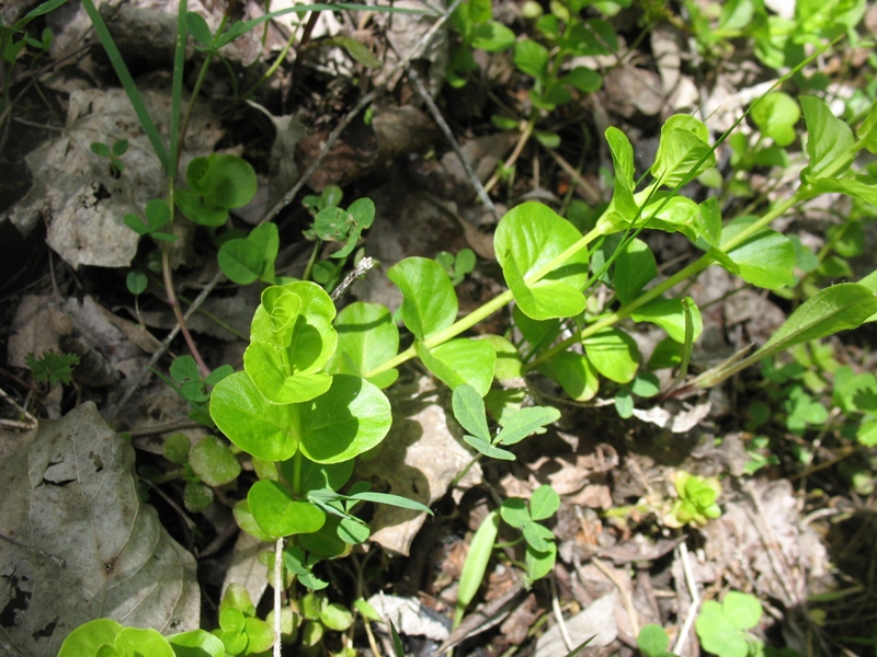 Изображение особи Lysimachia nummularia.