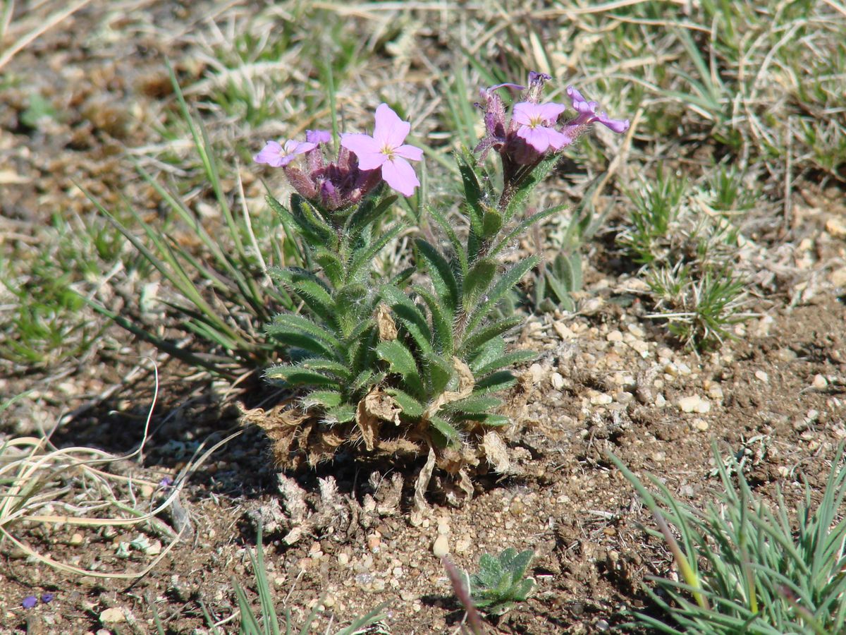 Image of Clausia aprica specimen.