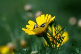 Image of taxon representative. Author is Зоя Эль