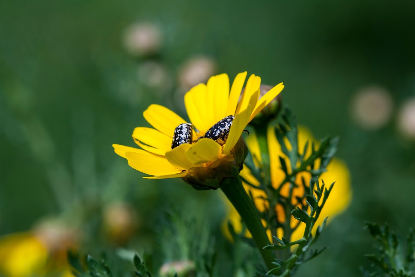 Image of Glebionis coronaria specimen.