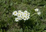 Anemonastrum fasciculatum