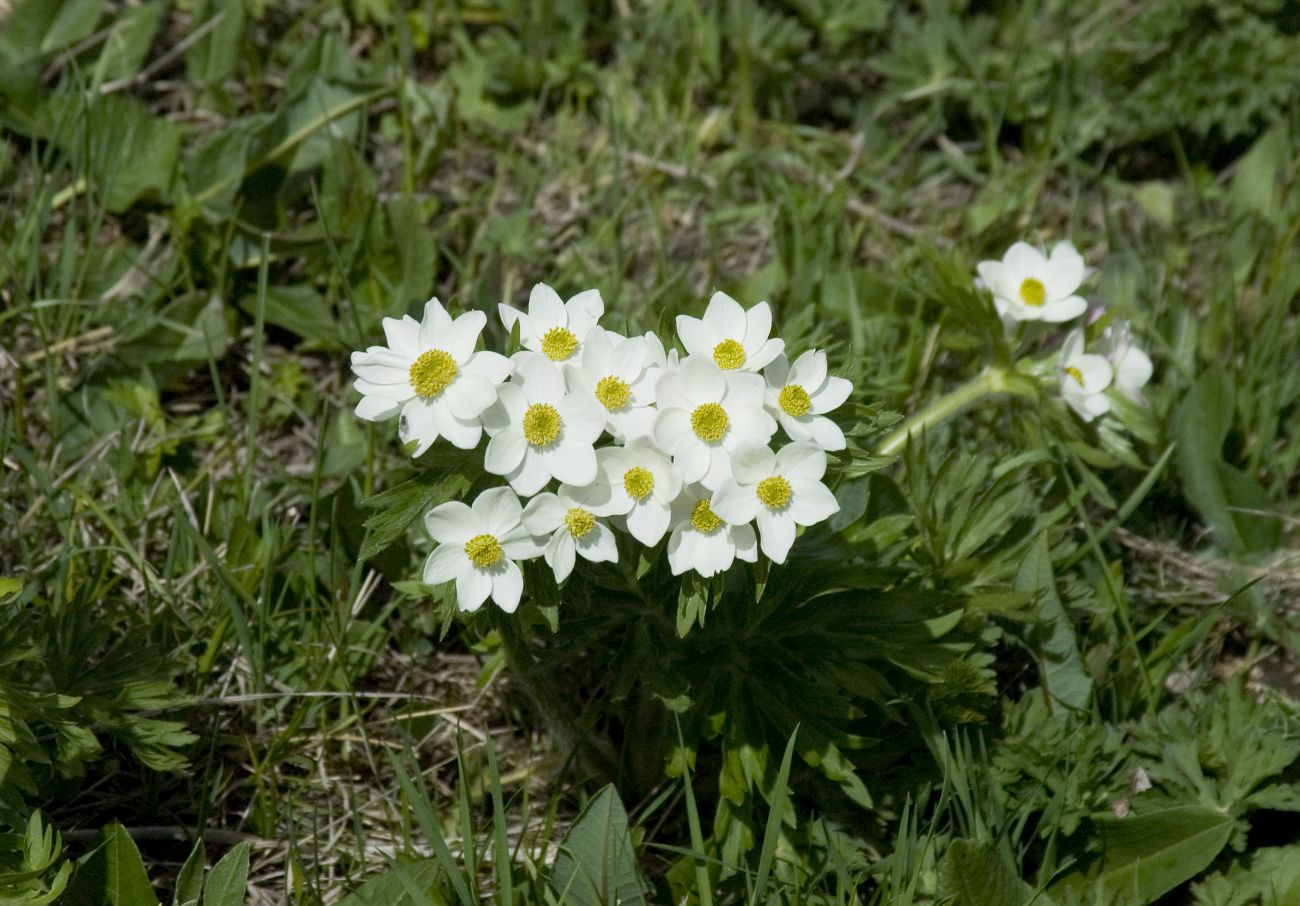 Image of Anemonastrum fasciculatum specimen.