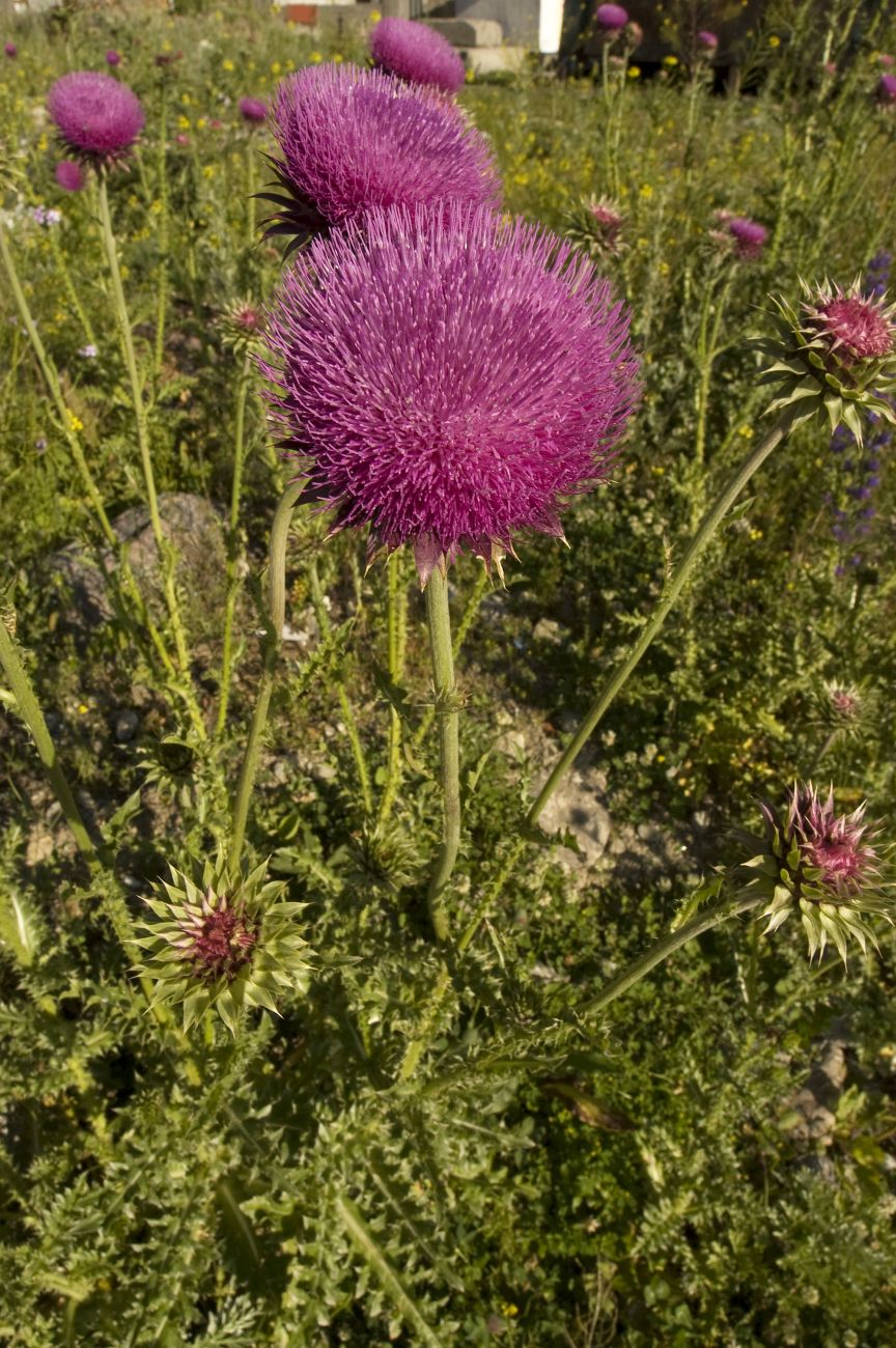 Image of Carduus thoermeri specimen.