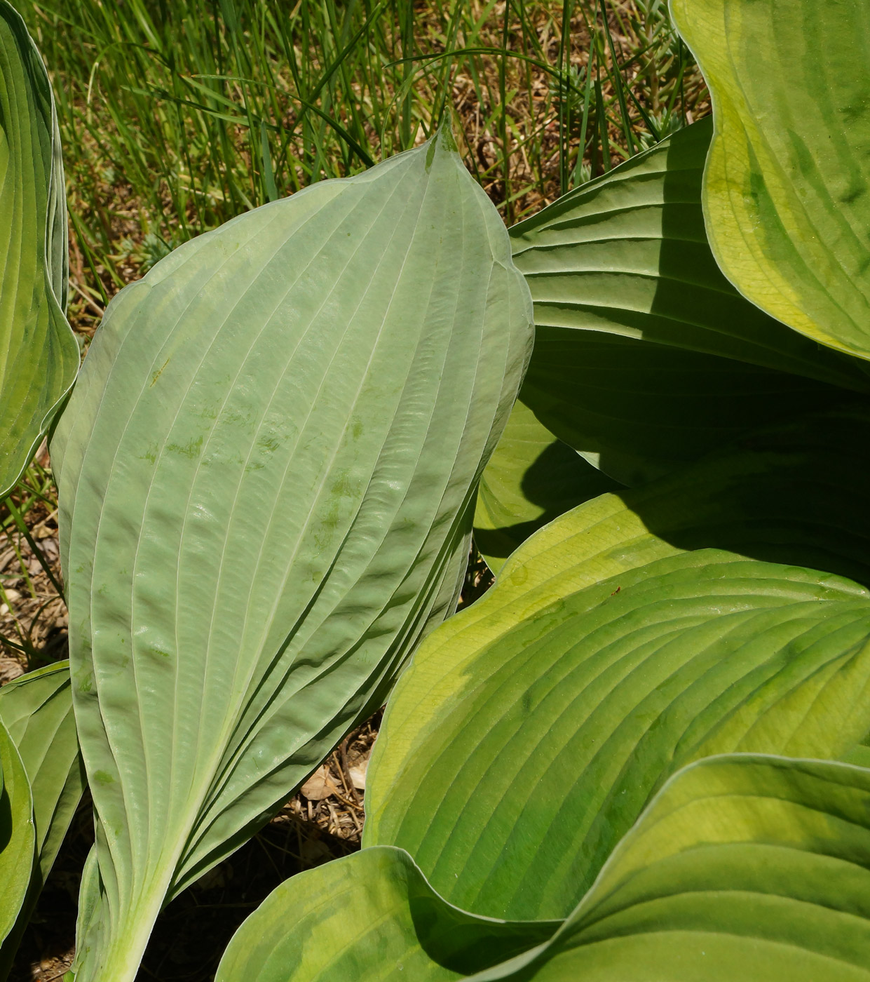 Image of Hosta fortunei specimen.