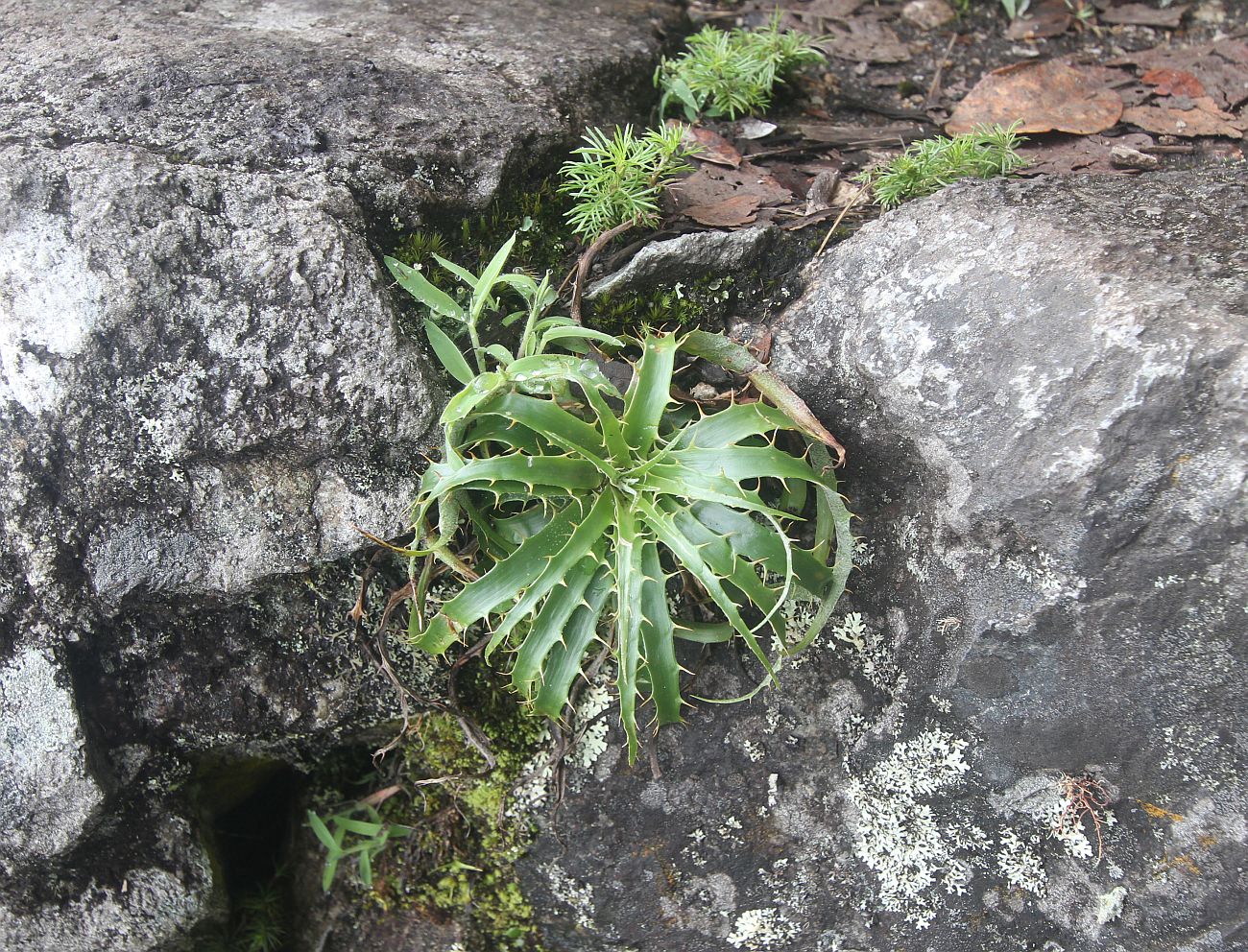 Image of genus Puya specimen.