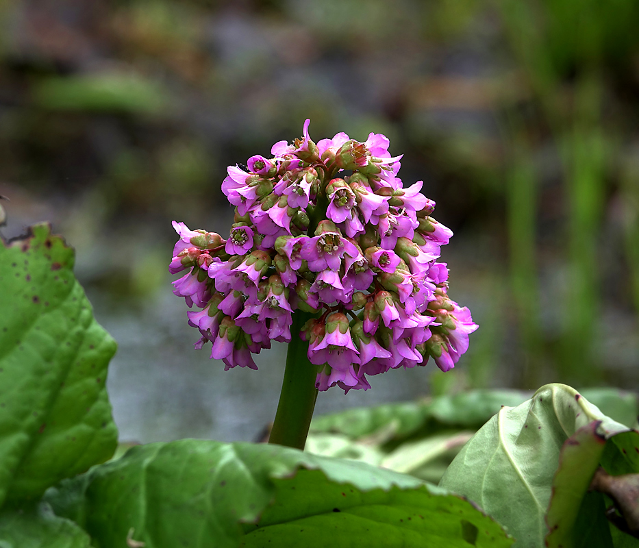 Image of Bergenia crassifolia specimen.