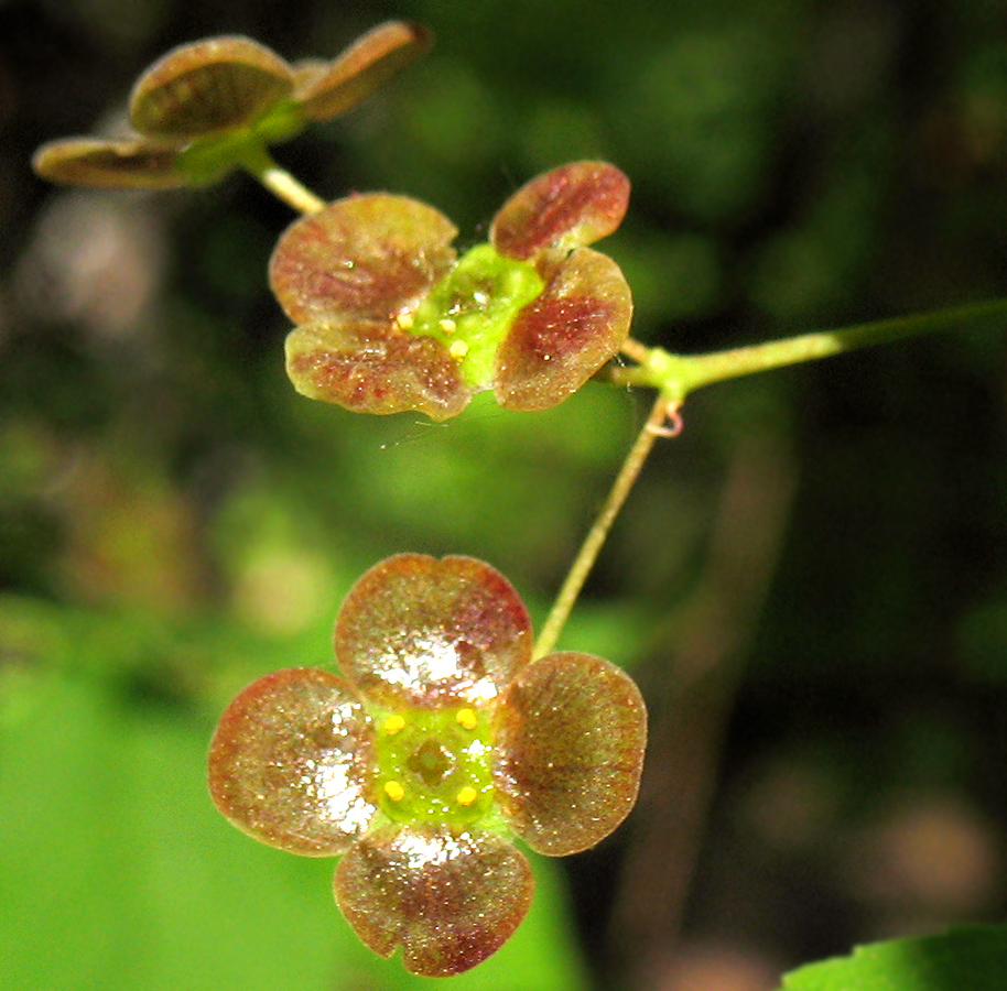 Изображение особи Euonymus verrucosus.