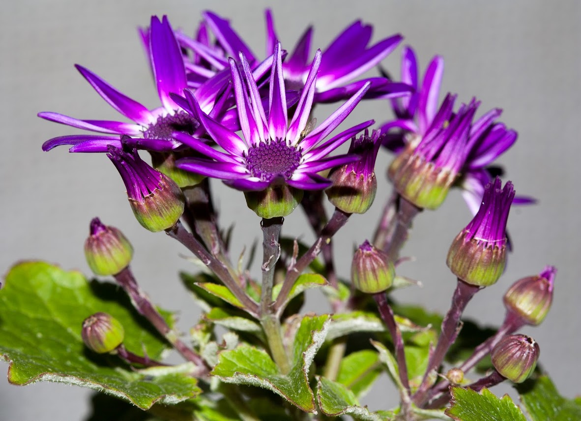 Изображение особи Pericallis hybrida.