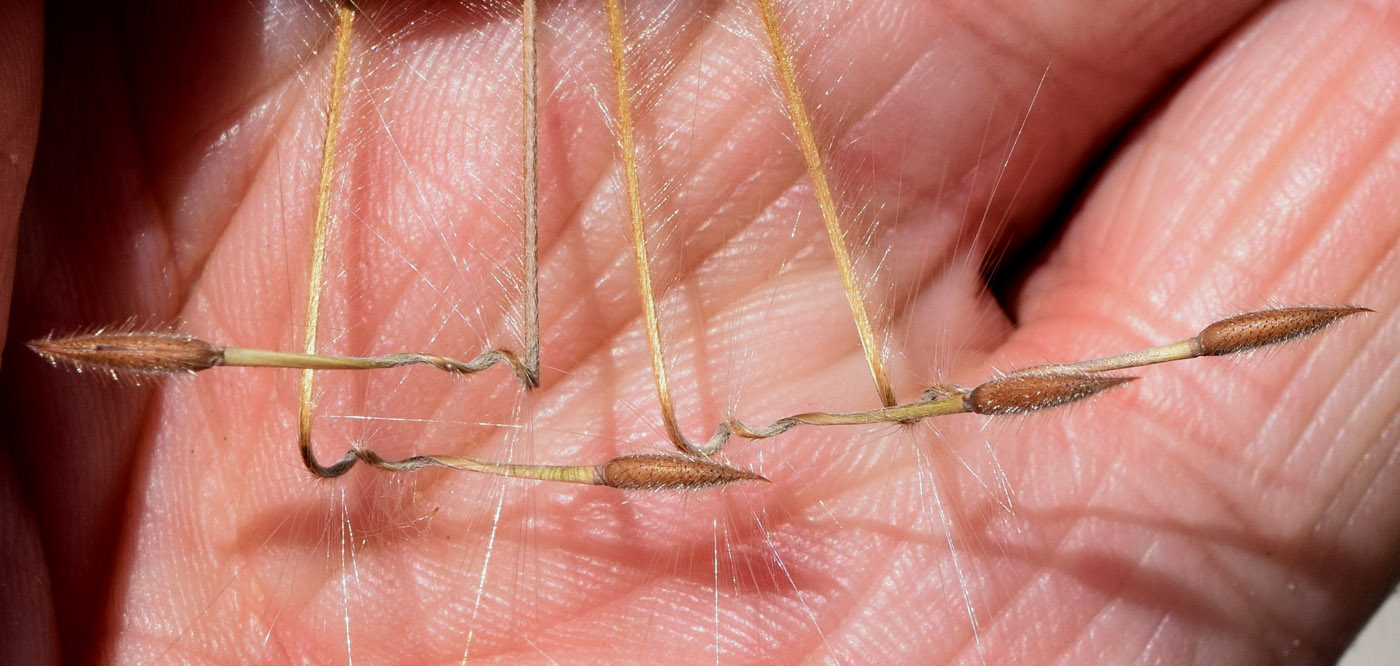 Изображение особи Erodium oxyrhynchum.