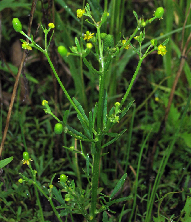 Image of Ranunculus sceleratus specimen.