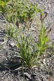 Carex hirta