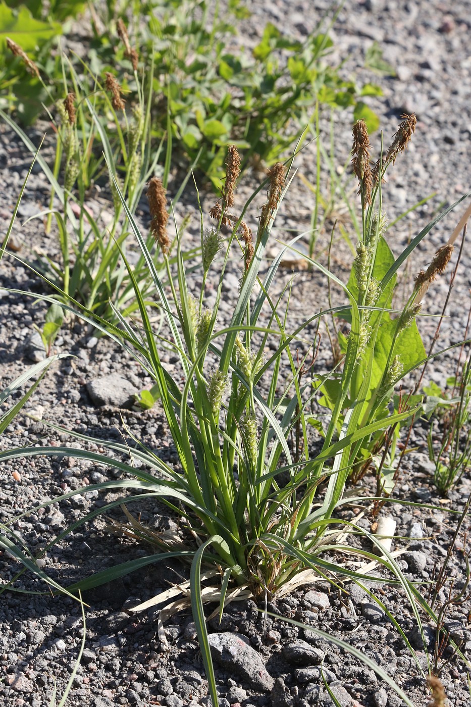 Image of Carex hirta specimen.
