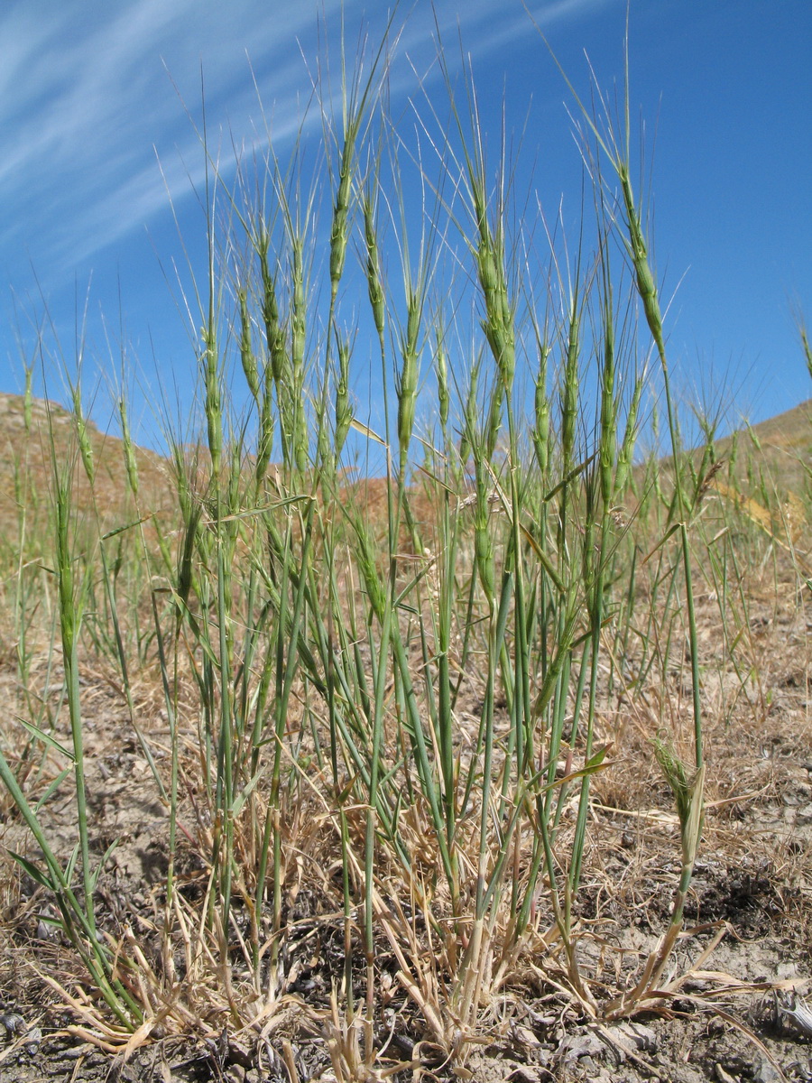 Изображение особи Aegilops triuncialis.