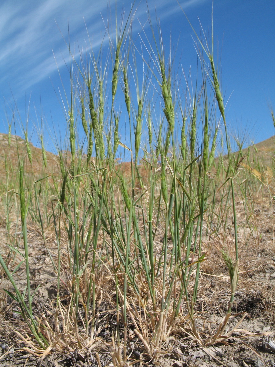 Изображение особи Aegilops triuncialis.