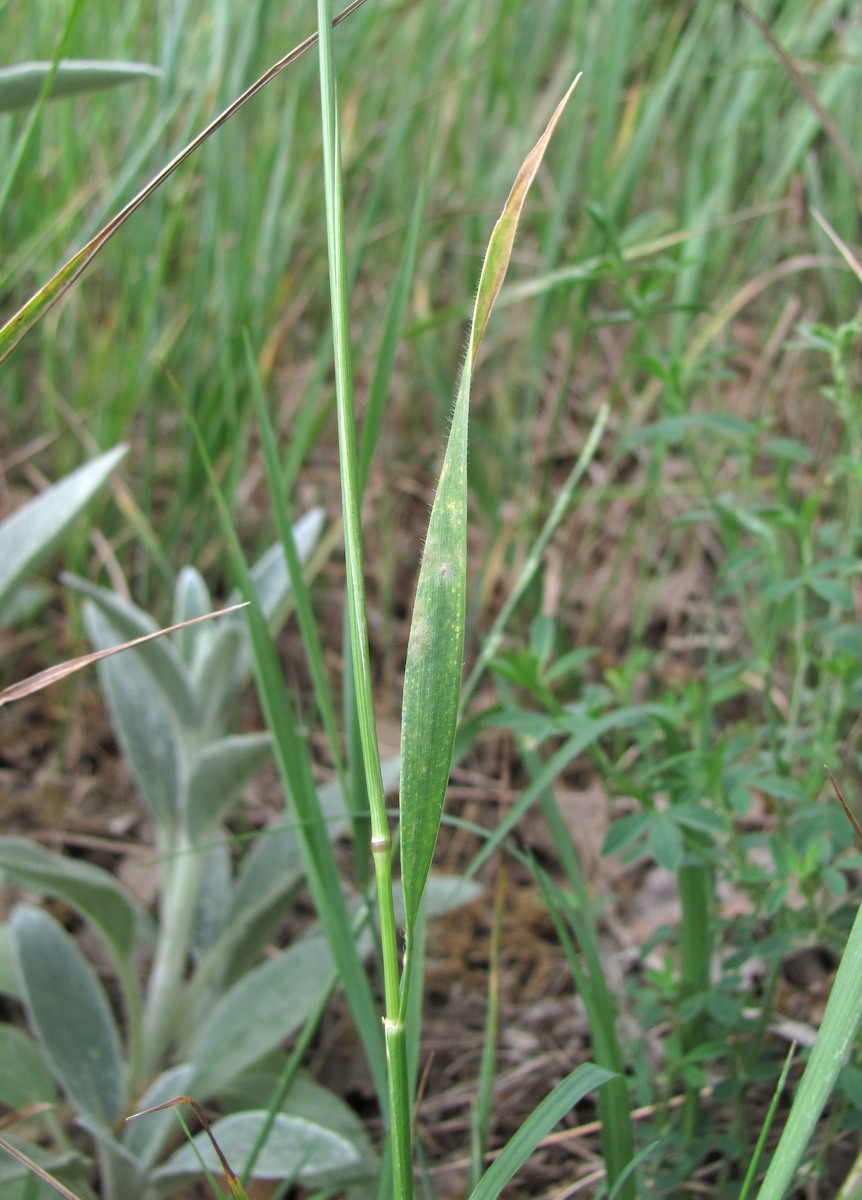 Изображение особи Aegilops triuncialis.