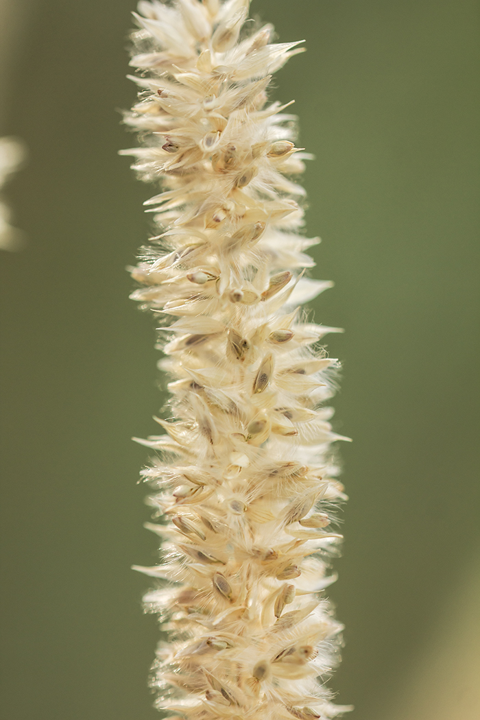 Image of Melica transsilvanica specimen.