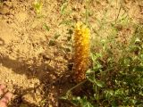 Orobanche spectabilis