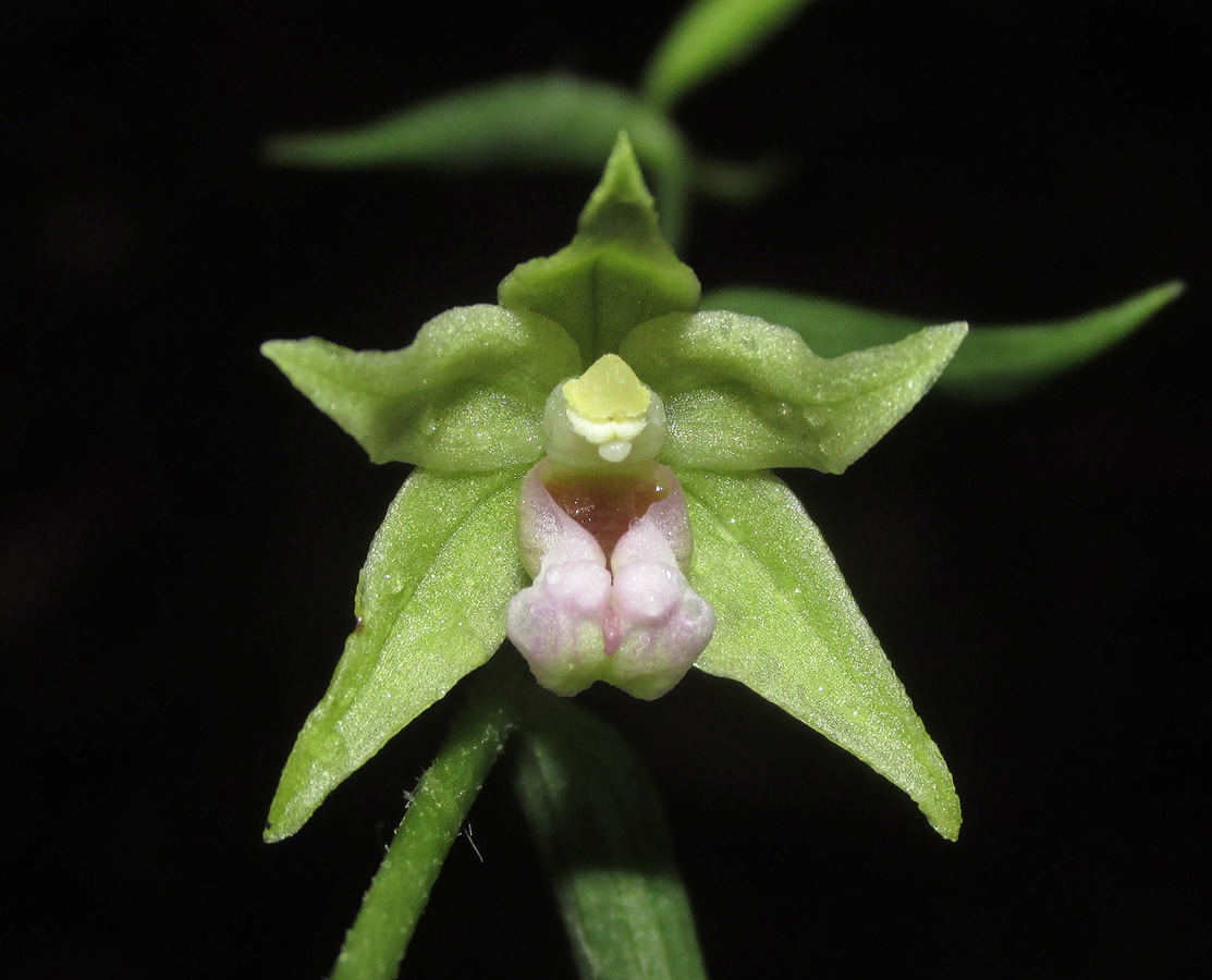 Image of Epipactis persica specimen.