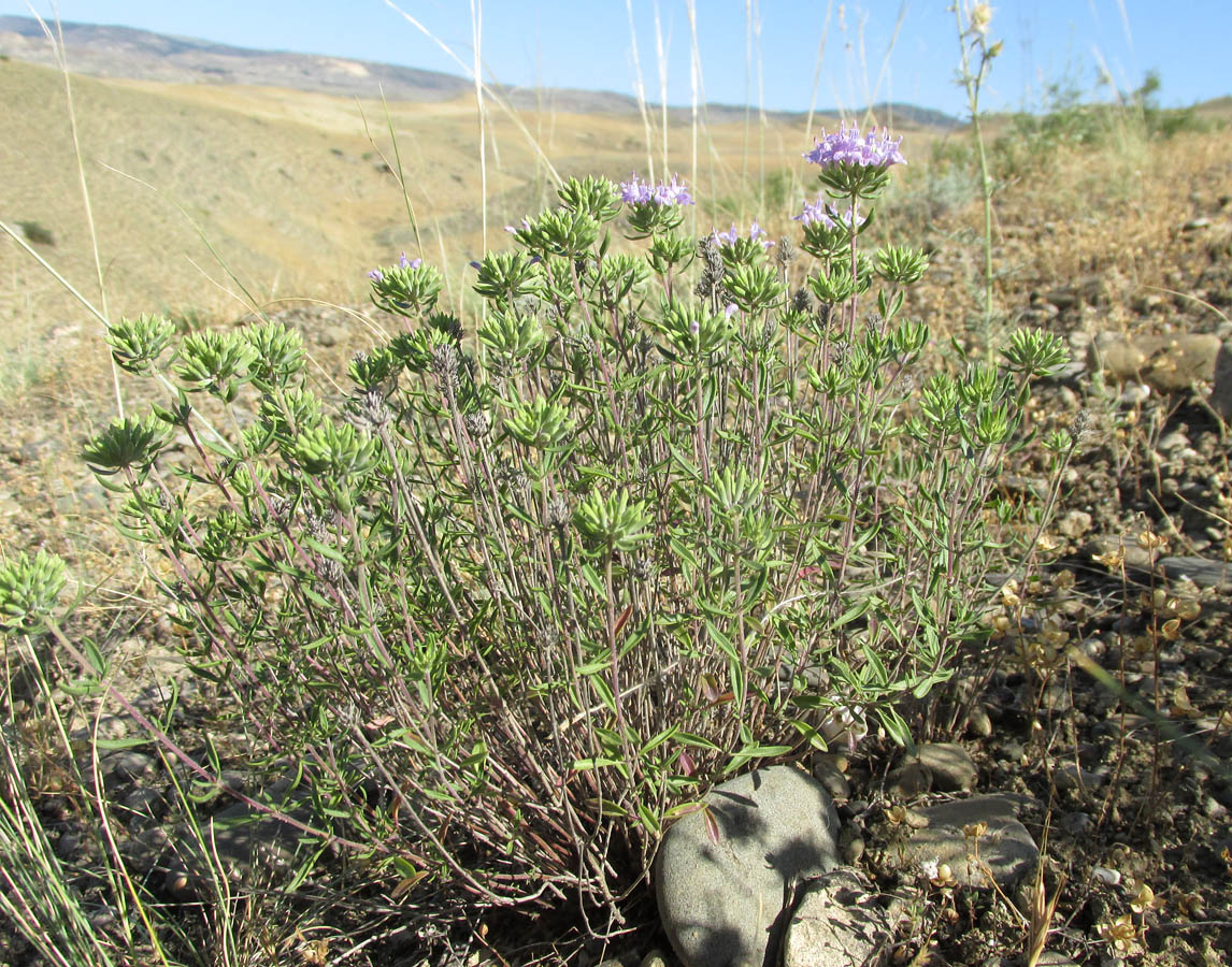 Изображение особи Ziziphora serpyllacea.