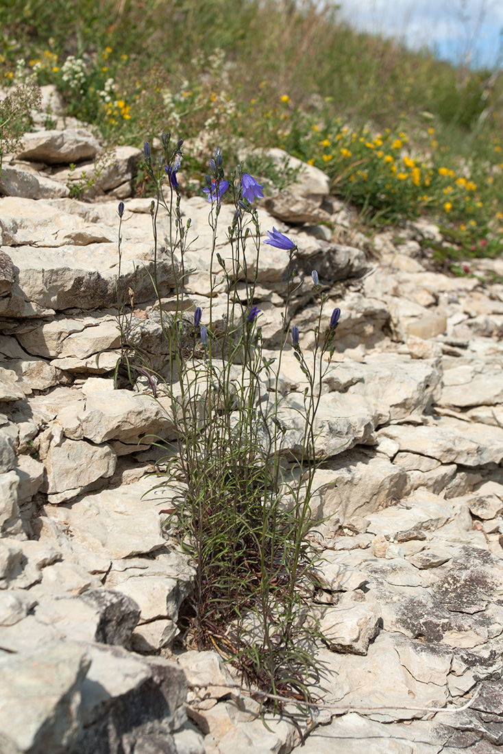 Изображение особи Campanula rotundifolia.