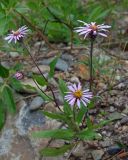 Aster sibiricus