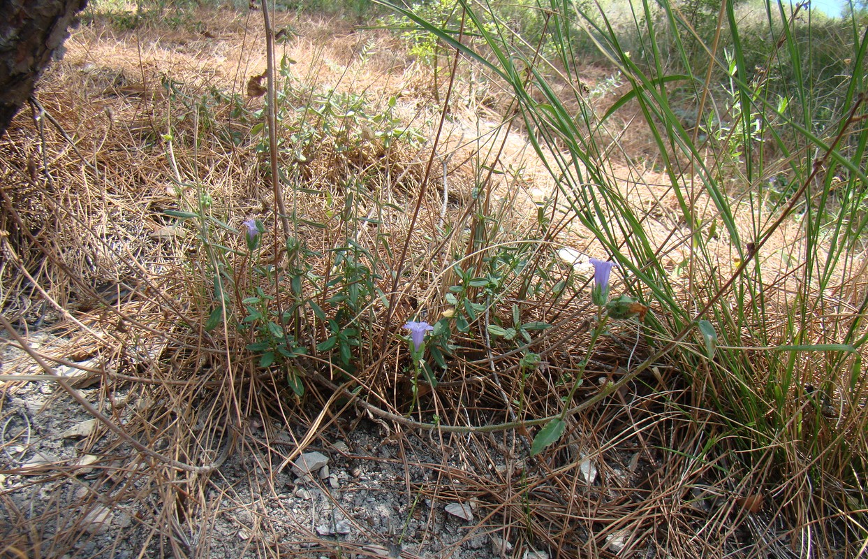 Image of Campanula komarovii specimen.