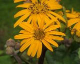 Ligularia dentata