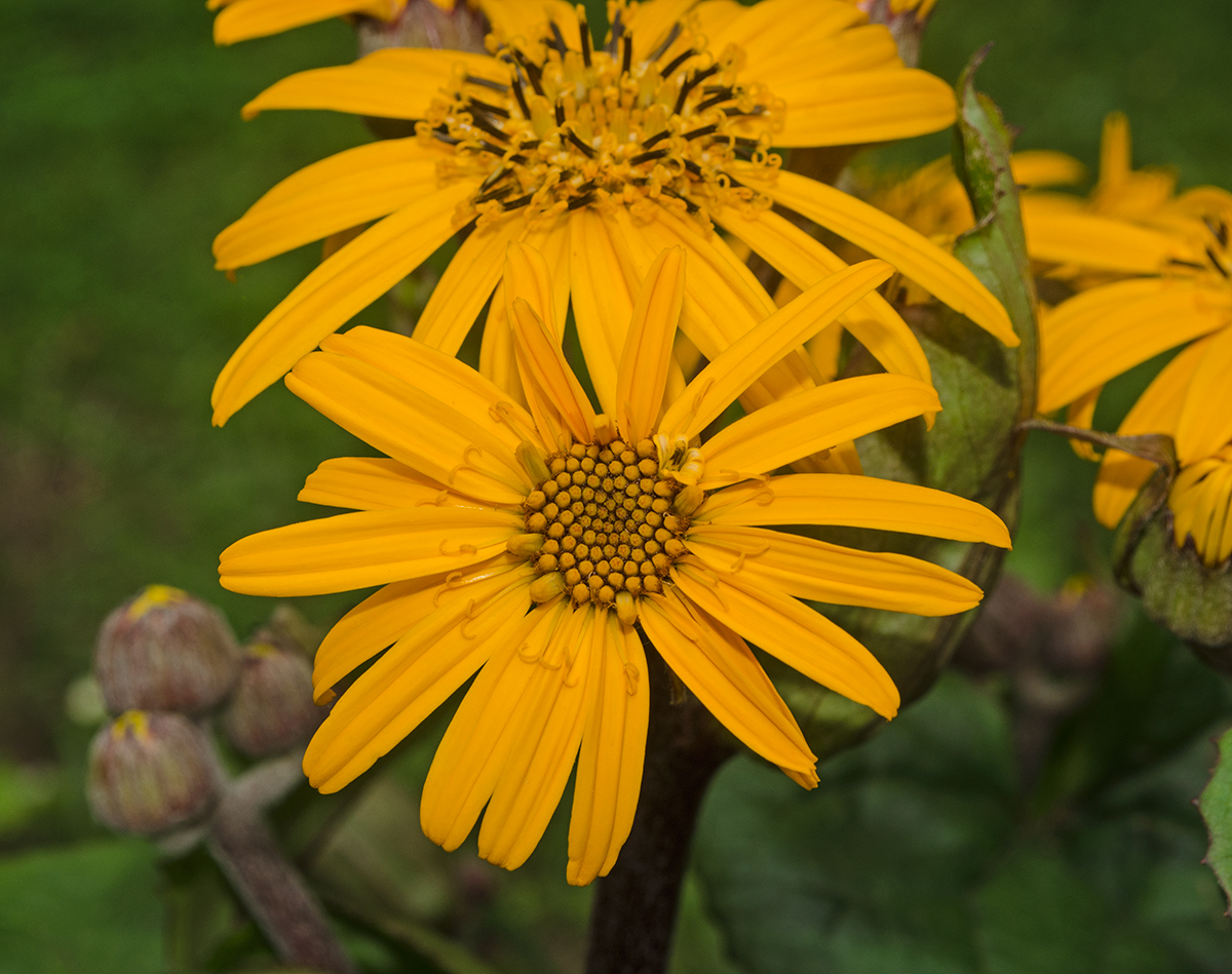 Изображение особи Ligularia dentata.