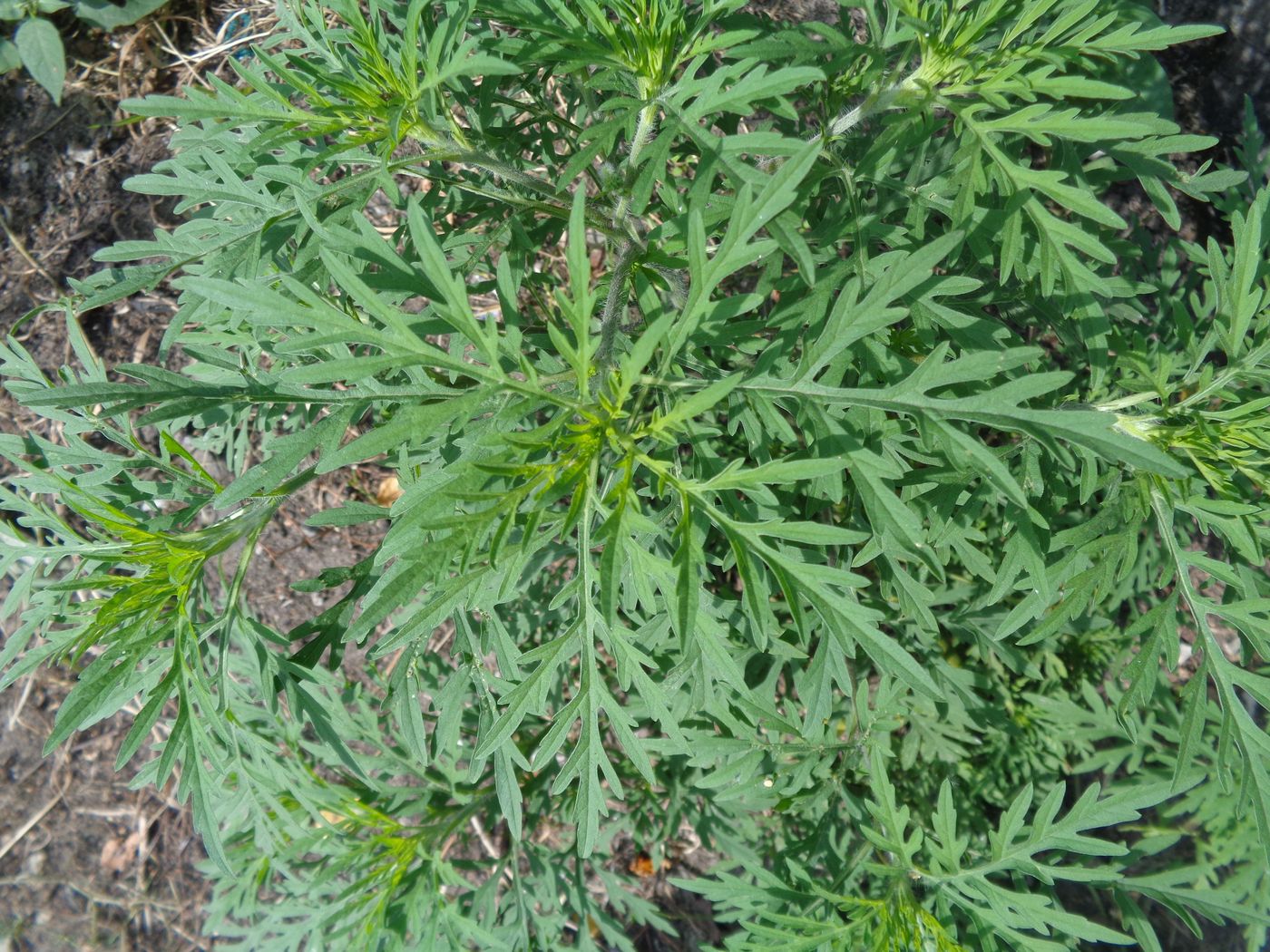 Image of Ambrosia artemisiifolia specimen.