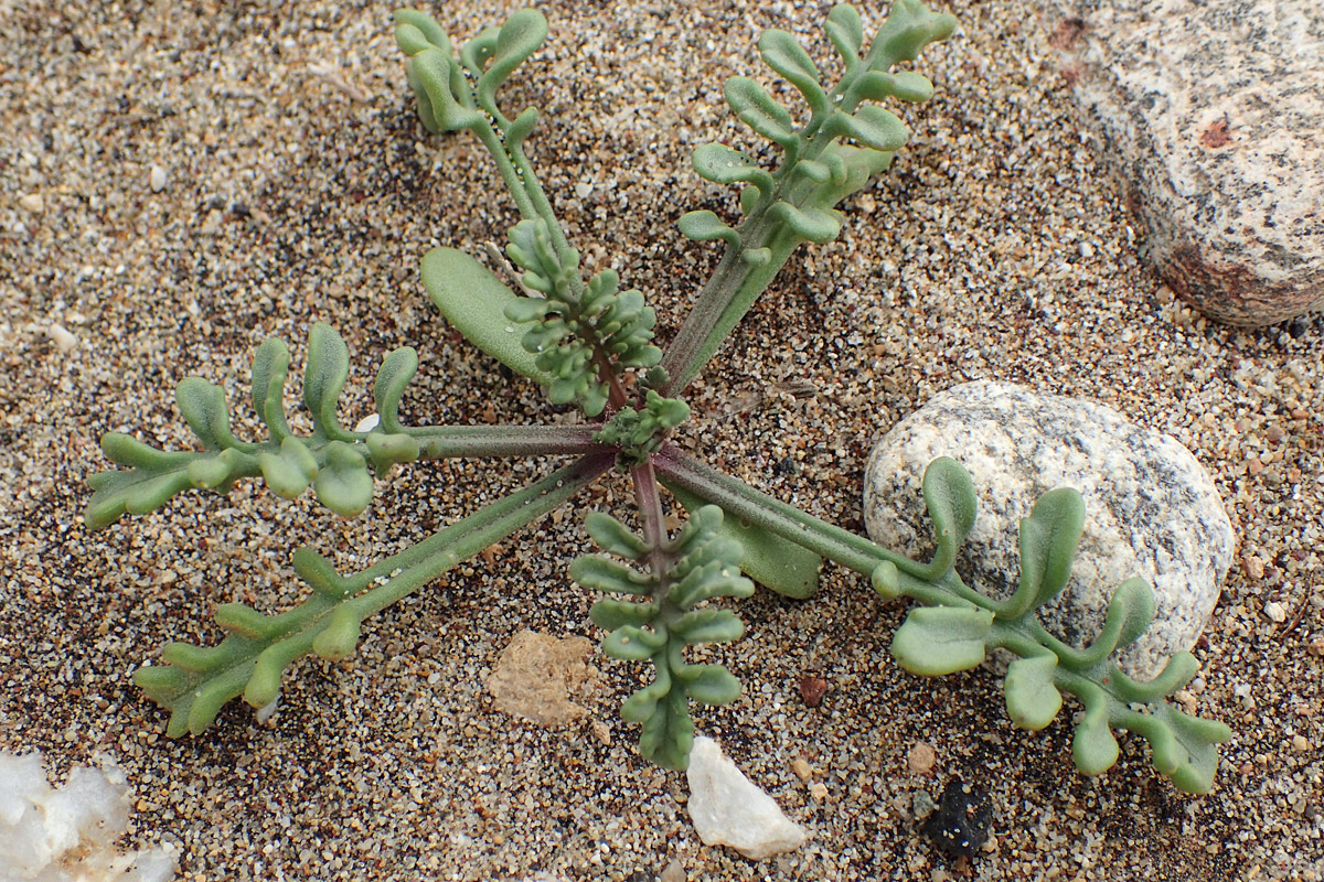 Image of Cakile maritima specimen.