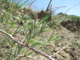 Gypsophila capitata