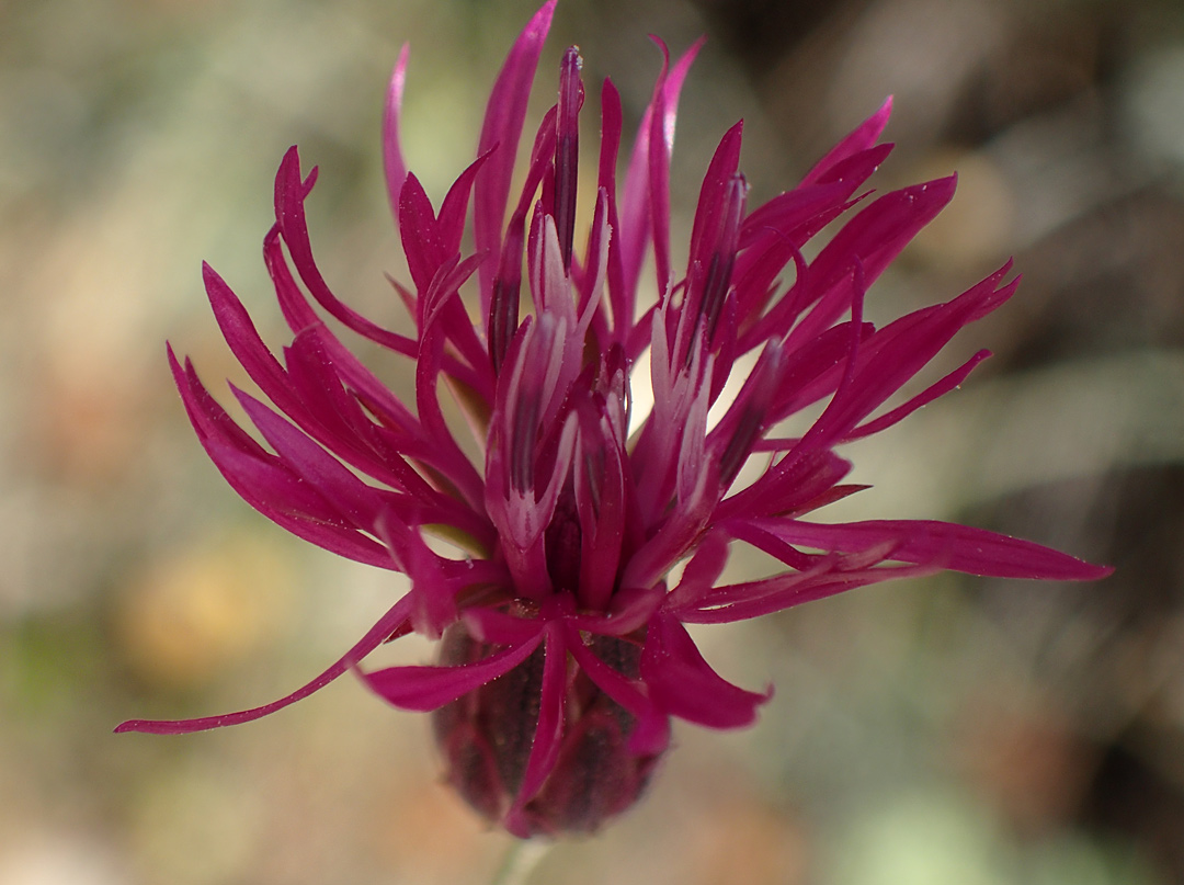 Image of Crupina crupinastrum specimen.
