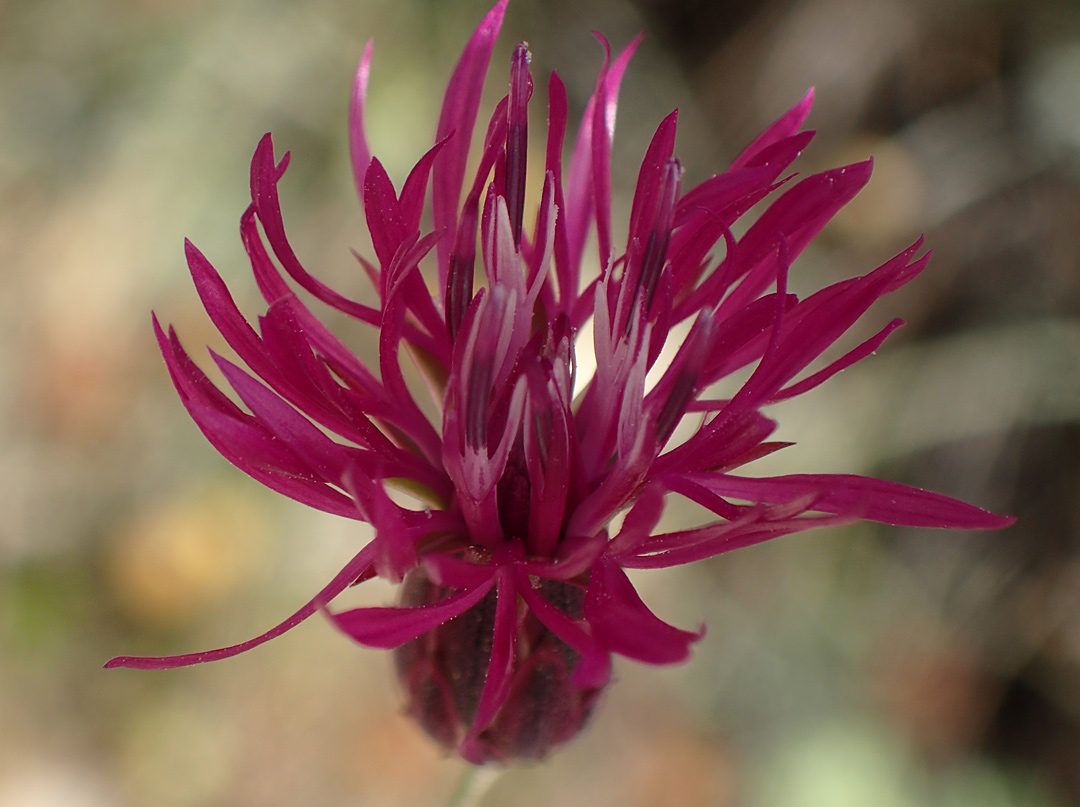 Изображение особи Crupina crupinastrum.