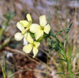Erysimum flavum. Верхушка цветущего растения. Хакасия, окр. с. Толчия 03.06.2010.