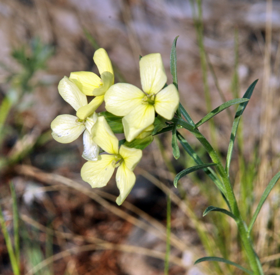 Изображение особи Erysimum flavum.