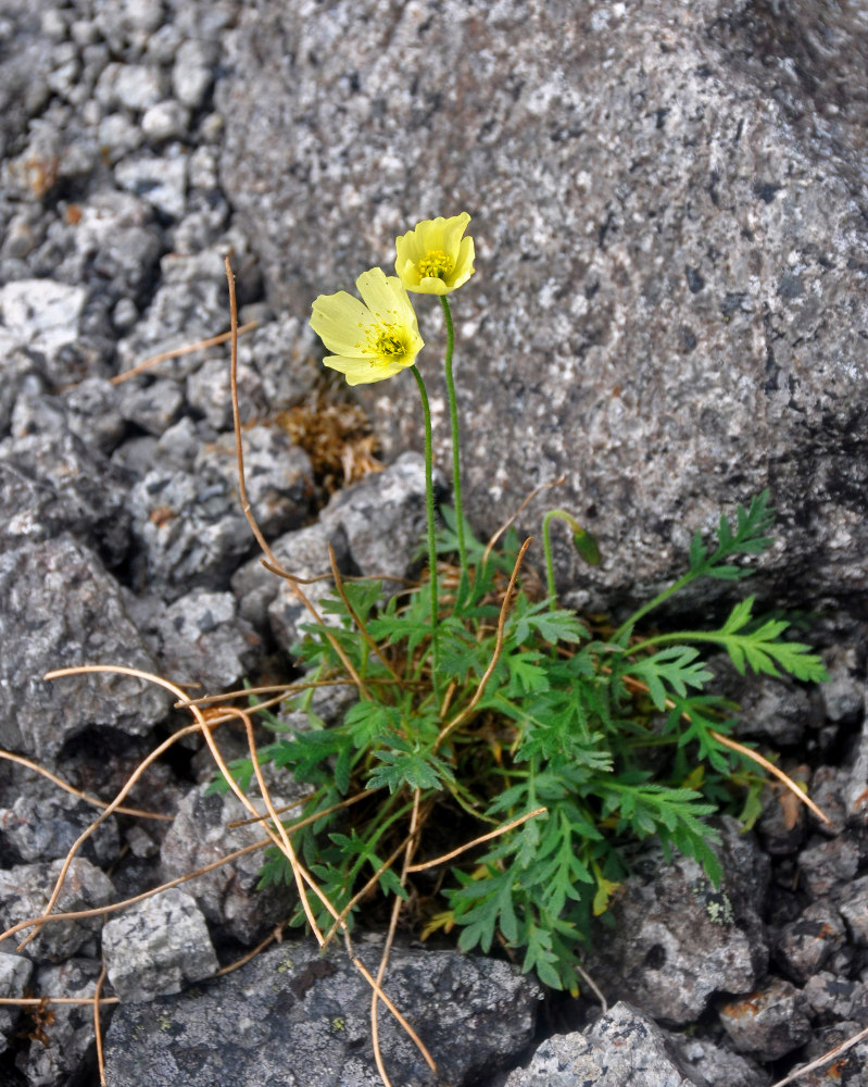 Image of Papaver lapponicum specimen.