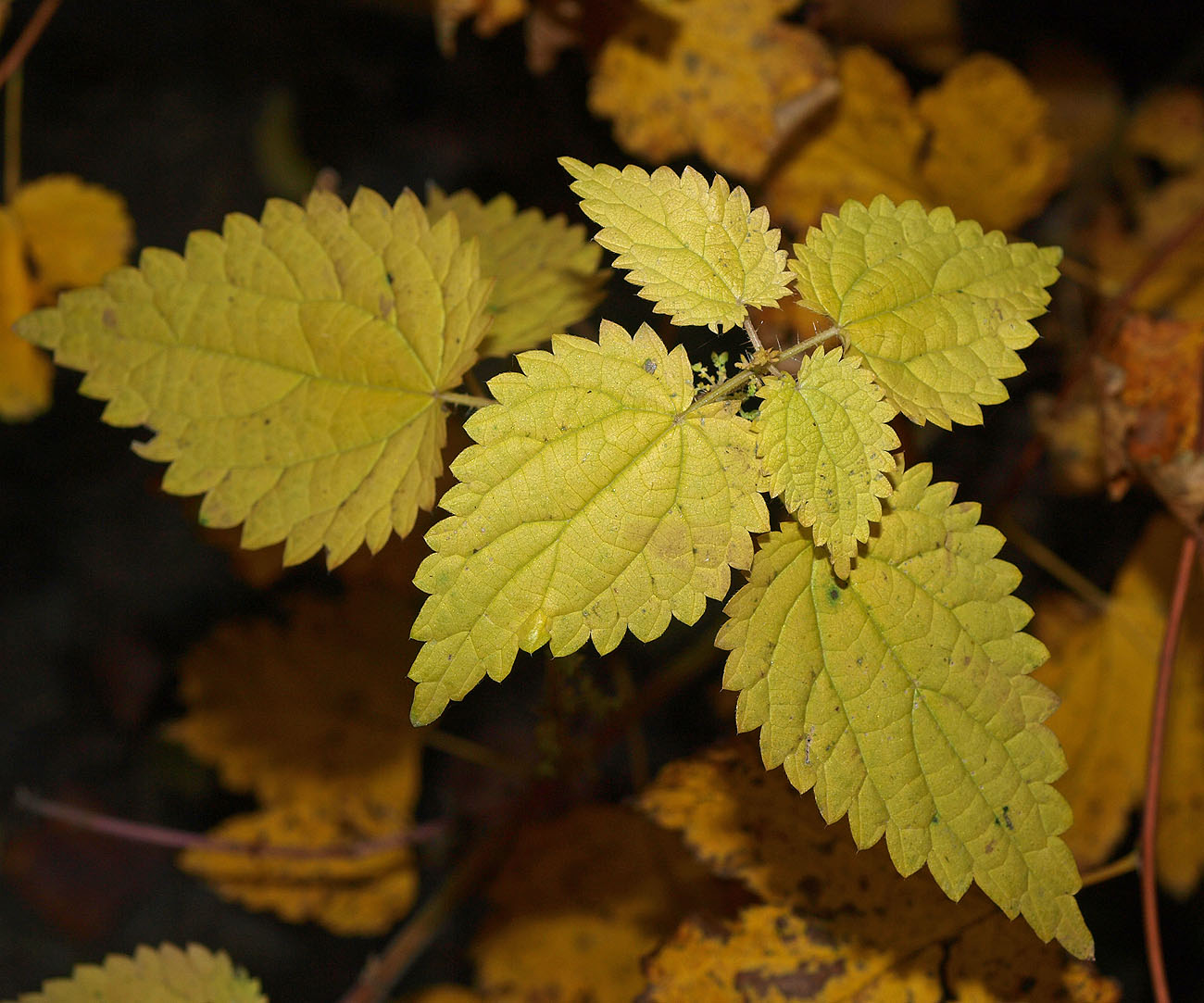 Изображение особи Urtica dioica.