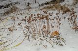 Aizopsis hybrida. Плодоносящие растения. Башкортостан, Учалинский р-н, Поляковский сельсовет, с. Вознесенка, хр. Алабия, подножие скального гребня хребта в р-не Круглой сопки (1016,3 м н. у. м.), ≈ 1100 м н.у.м. 4 ноября 2018 г.