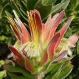 Mimetes fimbriifolius