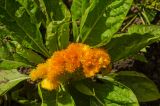 Celosia cristata