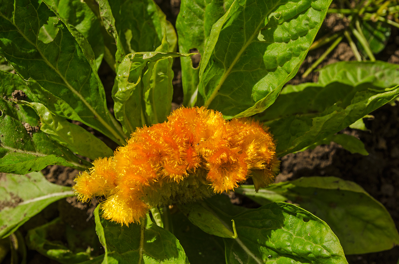 Image of Celosia cristata specimen.