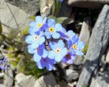 Myosotis asiatica. Соцветие. Чукотка, Билибинский р-н, напротив рудника Каральвеем, долина ручья. 12.07.2018.