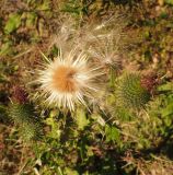род Cirsium. Верхняя часть растения с осыпающимися плодами-семянками. Карачаево-Черкесия, Малокарачаевский р-н, Хасаутский заказник, склон плато Бермамыт, луг. 13.09.2018.